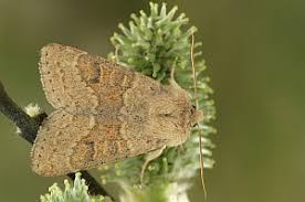 Attēlu rezultāti vaicājumam “Orthosia miniosa”