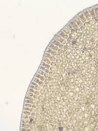 Attēlu rezultāti vaicājumam “Odontoschisma sphagni”