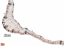 Attēlu rezultāti vaicājumam “Zea mays leaf”