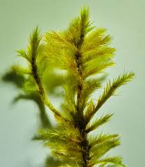 Attēlu rezultāti vaicājumam “Tomentypnum nitens”