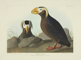 Image result for Fratercula cirrhata