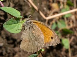 Attēlu rezultāti vaicājumam “Maniola jurtina”