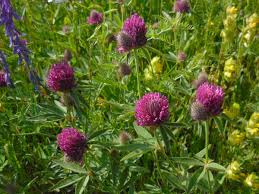 Attēlu rezultāti vaicājumam “Trifolium alpestre”