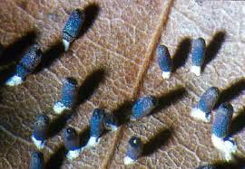 Attēlu rezultāti vaicājumam “Diachea leucopodia young”