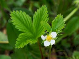 Attēlu rezultāti vaicājumam “Fragaria vesca flower”