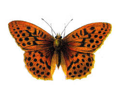 Attēlu rezultāti vaicājumam “Argynnis paphia pupa”