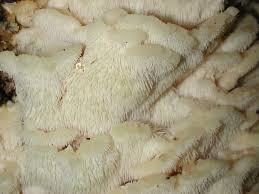 Attēlu rezultāti vaicājumam “Climacodon septentrionalis”