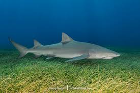 Image result for Negaprion acutidens