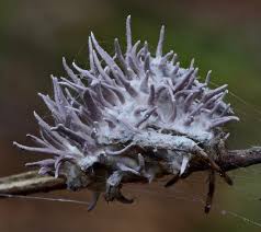 Attēlu rezultāti vaicājumam “Torrubiella arachnophila”