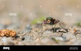 Attēlu rezultāti vaicājumam “Cicindela campestris imago”