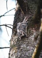 Attēlu rezultāti vaicājumam “Rodentia”