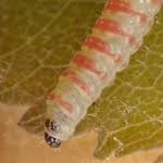 Attēlu rezultāti vaicājumam “Argyresthia albistria”