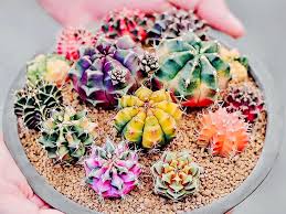 Image result for Gymnocalycium