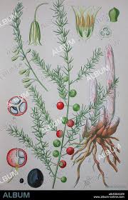 Attēlu rezultāti vaicājumam “Asparagus officinalis”