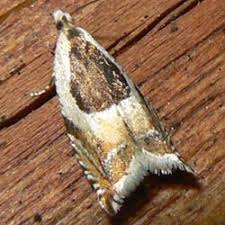 Attēlu rezultāti vaicājumam “Ancylis badiana”