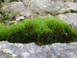 Attēlu rezultāti vaicājumam “Ditrichum flexicaule”