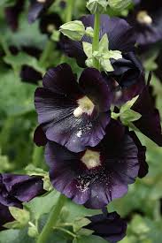 Image result for Alcea (althaea) rosea