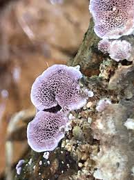 Attēlu rezultāti vaicājumam “Trichaptum abietinum”