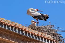 Attēlu rezultāti vaicājumam “Ciconia ciconia nest”