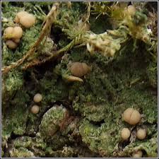 Attēlu rezultāti vaicājumam “Biatora sphaeroides”