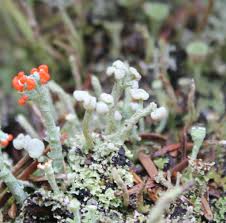 Attēlu rezultāti vaicājumam “Cladonia botrytes”