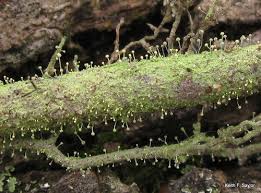 Attēlu rezultāti vaicājumam “Chaenotheca furfuracea”