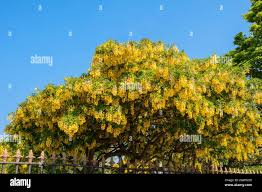 Attēlu rezultāti vaicājumam “Laburnum anagyroides”