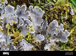 Attēlu rezultāti vaicājumam “Peltigera canina”