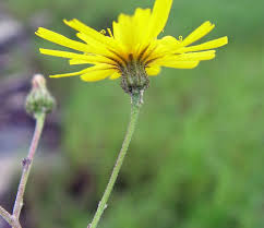 Attēlu rezultāti vaicājumam “Hieracium”