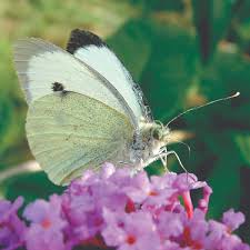 Attēlu rezultāti vaicājumam “Pieris rapae male”