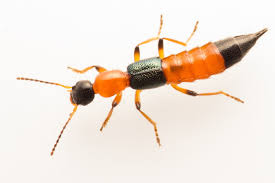 Billedresultat for rovbille