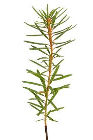 Attēlu rezultāti vaicājumam “Ledum palustre fruit”