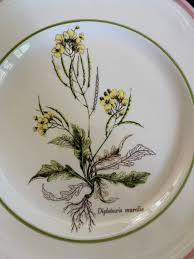 Attēlu rezultāti vaicājumam “Diplotaxis muralis fruit”