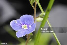 Attēlu rezultāti vaicājumam “Veronica filiformis bud”