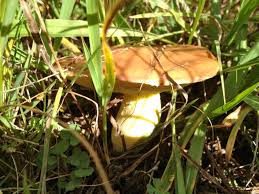 Attēlu rezultāti vaicājumam “Suillus granulatus”