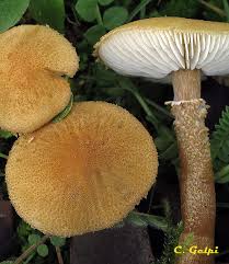 Attēlu rezultāti vaicājumam “Cystoderma amianthinum”