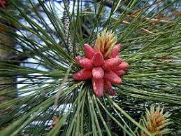 Attēlu rezultāti vaicājumam “Pinus ponderosa fruit”