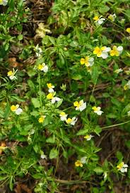 Attēlu rezultāti vaicājumam “Grypocoris sexguttatus”