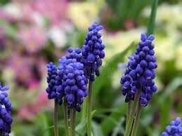 Attēlu rezultāti vaicājumam “Muscari armeniacum flower”