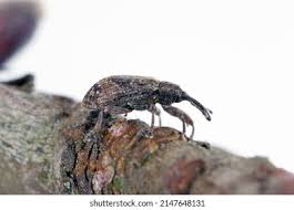 Attēlu rezultāti vaicājumam “Anthonomus pomorum”