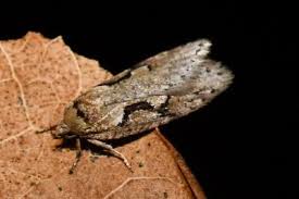 Attēlu rezultāti vaicājumam “Semioscopis steinkellneriana”