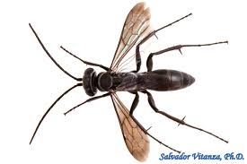 Attēlu rezultāti vaicājumam “Pompilidae”