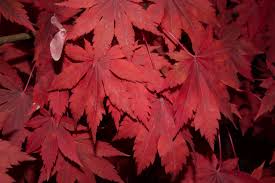 Attēlu rezultāti vaicājumam “Acer pseudosieboldianum”