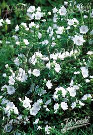 Image result for Malva moschata alba
