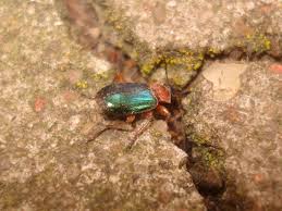 Attēlu rezultāti vaicājumam “Lebia chlorocephala”