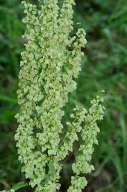 Attēlu rezultāti vaicājumam “Rumex aquaticus bud”