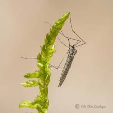 Attēlu rezultāti vaicājumam “Trichocera regelationis”