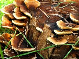 Attēlu rezultāti vaicājumam “Gloeophyllum abietinum”