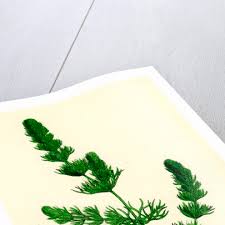 Attēlu rezultāti vaicājumam “Ceratophyllum submersum leaf”