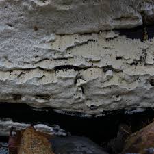 Attēlu rezultāti vaicājumam “Crustoderma dryinum”